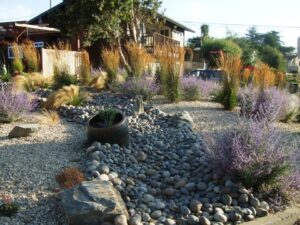 AA Drought Resistant Plants