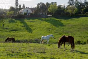 PA Hills Horses