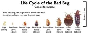 bed_bug_life_cycle